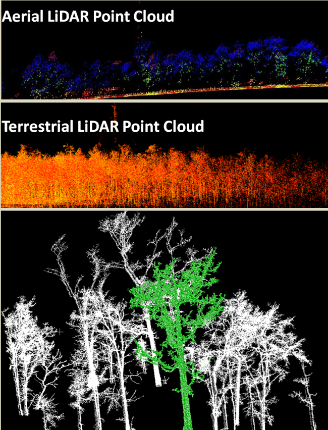 LIDAR point cloud -Forest area