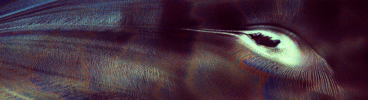 NISAR S-Band Polarimetric Imaging Spots a ‘Hummingbird’-Like Spatial Pattern in Antarctica on 08 February 2026